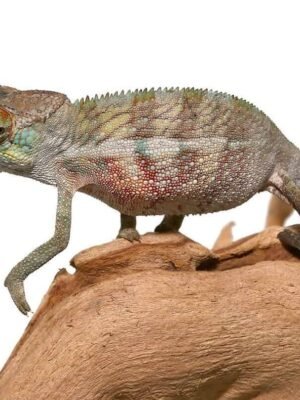 Panther Chameleon For Sale