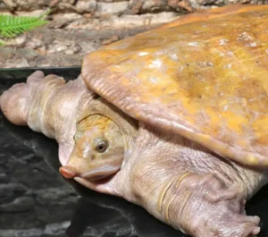 Hypo Asiatic Softshell Turtle Pair