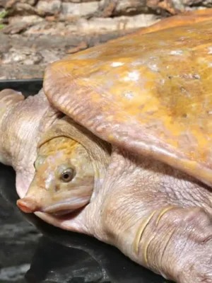 Hypo Asiatic Softshell Turtle Pair