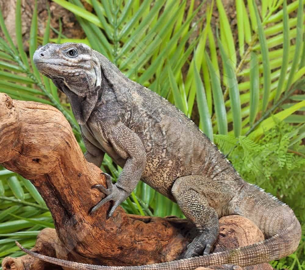 Juvenile Rhino Iguana For Sale - Image 2