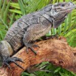 Juvenile Rhino Iguana For Sale