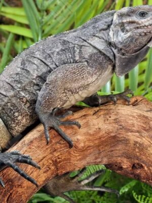 Juvenile Rhino Iguana For Sale