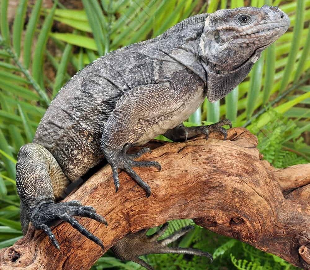 Juvenile Rhino Iguana For Sale
