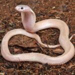 Leucistic Indonesian Spitting Cobra For Sale