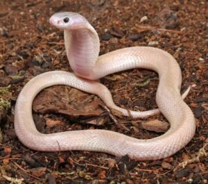 Leucistic Indonesian Spitting Cobra For Sale