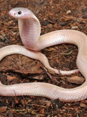 Leucistic Indonesian Spitting Cobra For Sale