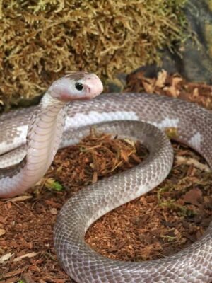Male Pied Indonesian Spitting Cobra For Sale