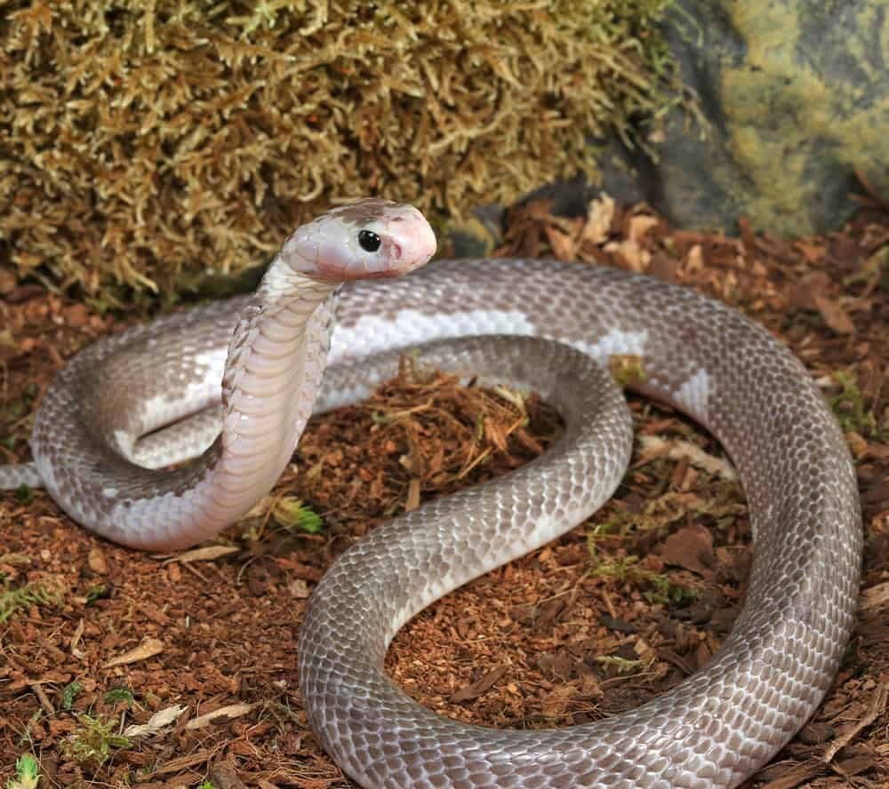 Male Pied Indonesian Spitting Cobra For Sale