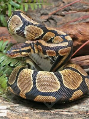 Male Pos Super Mandarin Ball Python #J40