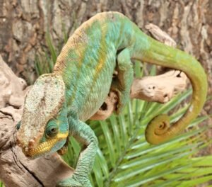 Parsons Chameleon For Sale
