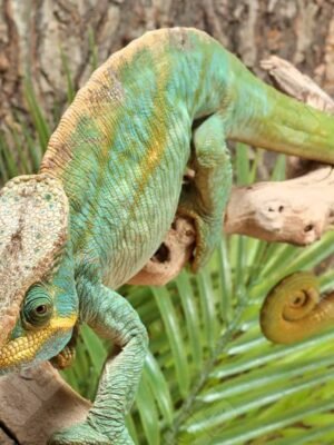 Parsons Chameleon For Sale