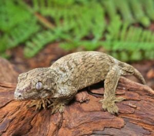 Snowflake Nu Ana Leachianus Gecko For Sale