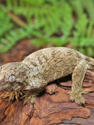 Snowflake Nu Ana Leachianus Gecko For Sale
