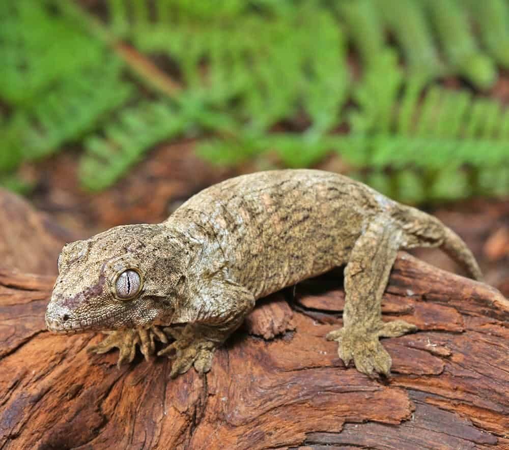 Snowflake Nu Ana Leachianus Gecko For Sale