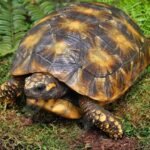 Yellowfoot Tortoise For Sale