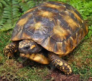 Yellowfoot Tortoise For Sale