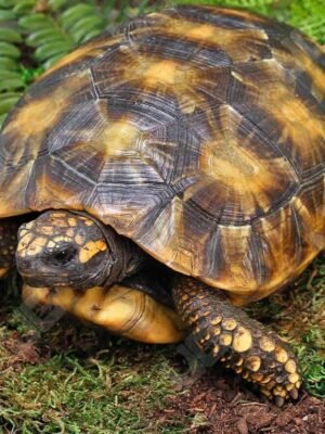 Yellowfoot Tortoise For Sale