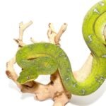 Emerald Tree Boa For Sale