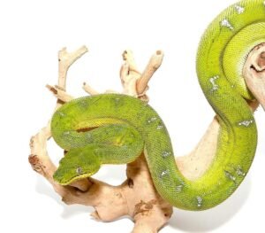 Emerald Tree Boa For Sale