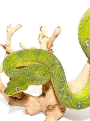 Emerald Tree Boa For Sale