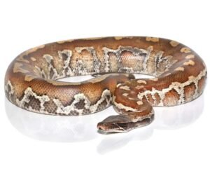 Sumatran Blood Python For Sale