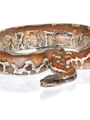 Sumatran Blood Python For Sale