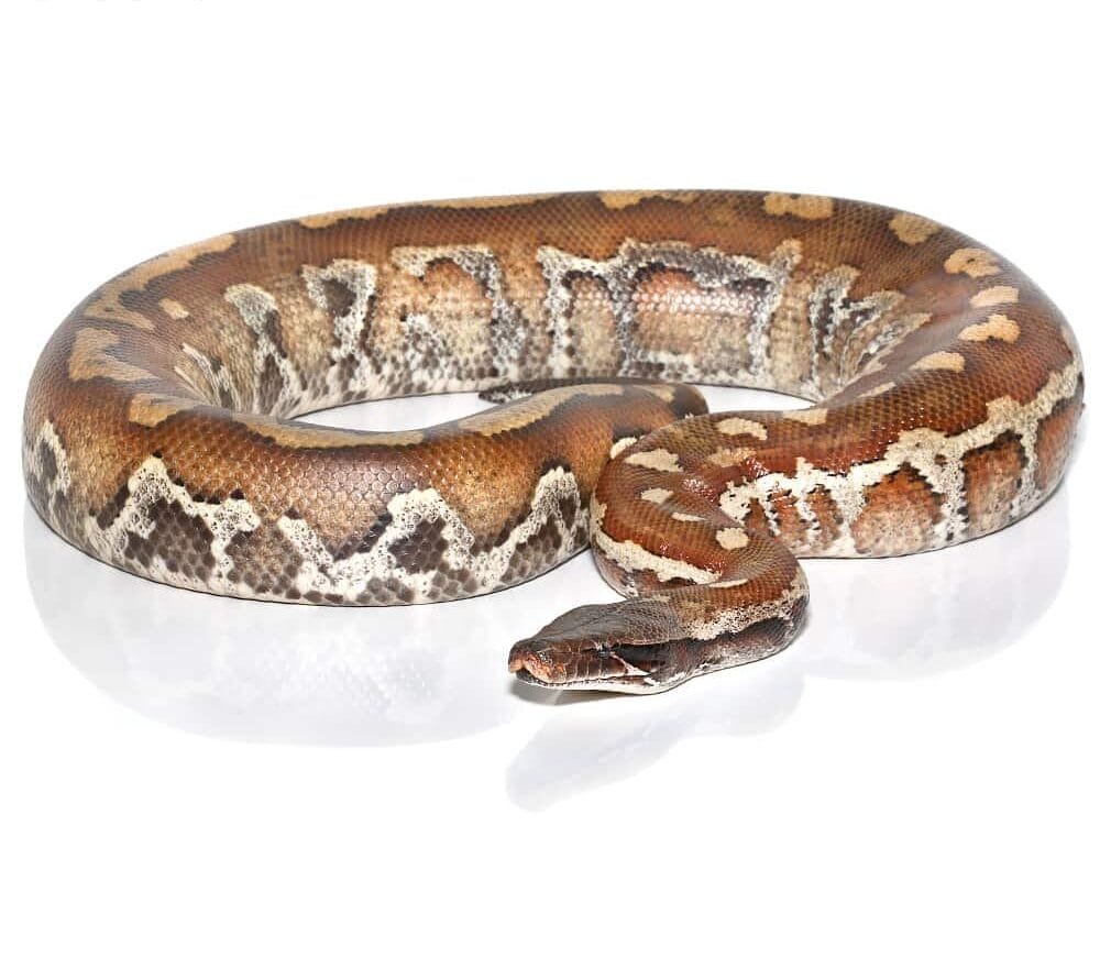 Sumatran Blood Python For Sale