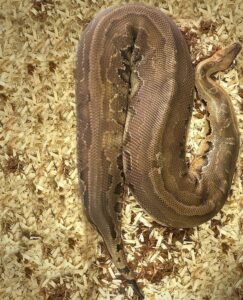 Adult Blood Python For Sale