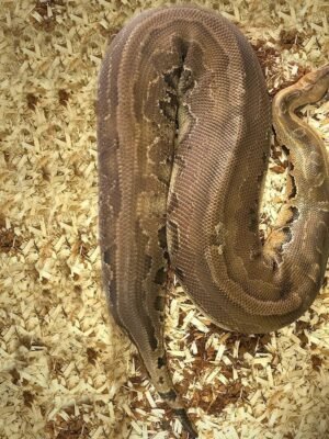 Adult Blood Python For Sale