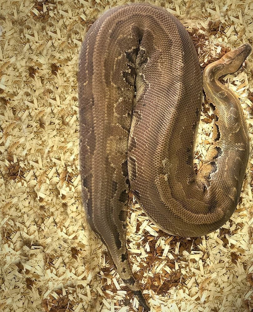 Adult Blood Python For Sale