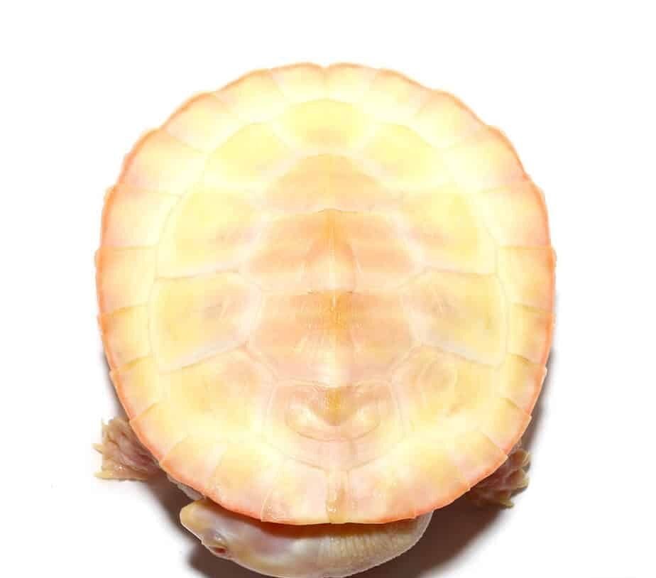 Albino Pinkbelly Side-neck Turtle For Sale - Image 2