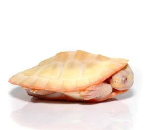 Albino Pinkbelly Side-neck Turtle For Sale