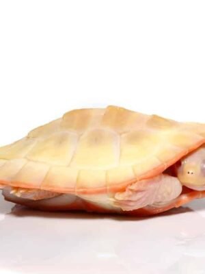 Albino Pinkbelly Side-neck Turtle For Sale