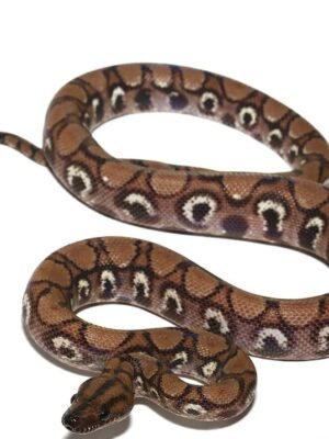Anery Brazilian Rainbow Boa For Sale