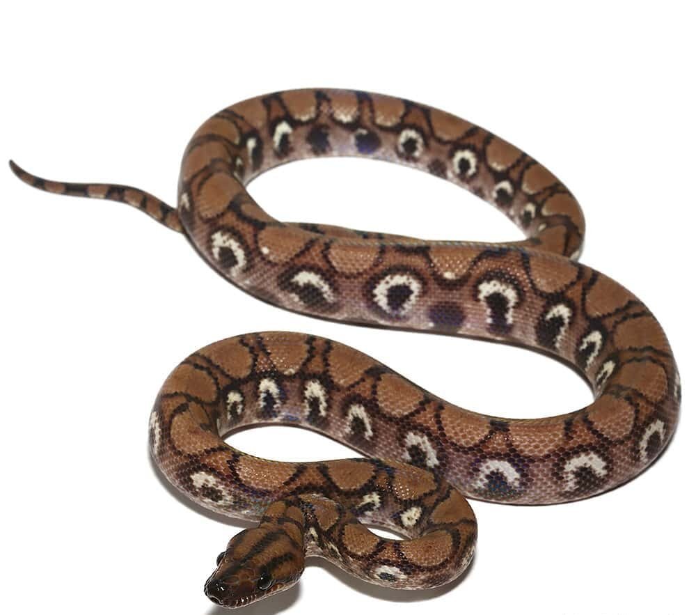 Anery Brazilian Rainbow Boa For Sale
