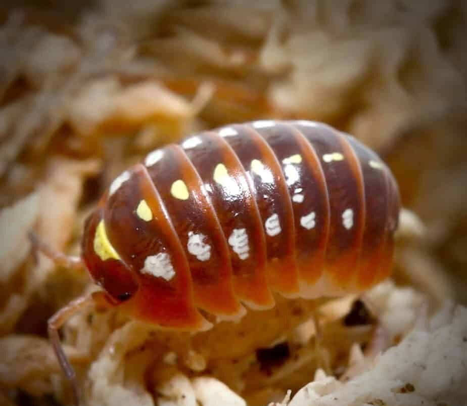 Armadillidium Klugii Montenegro Isopods For Sale - Image 2