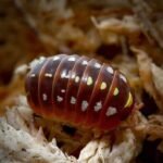 Armadillidium Klugii Montenegro Isopods For Sale
