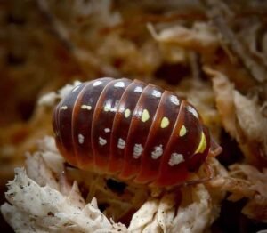 Armadillidium Klugii Montenegro Isopods For Sale