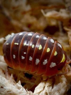Armadillidium Klugii Montenegro Isopods For Sale