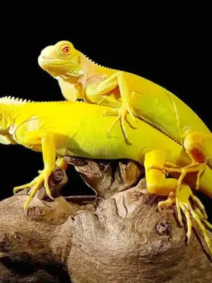 Albino Iguana For Sale