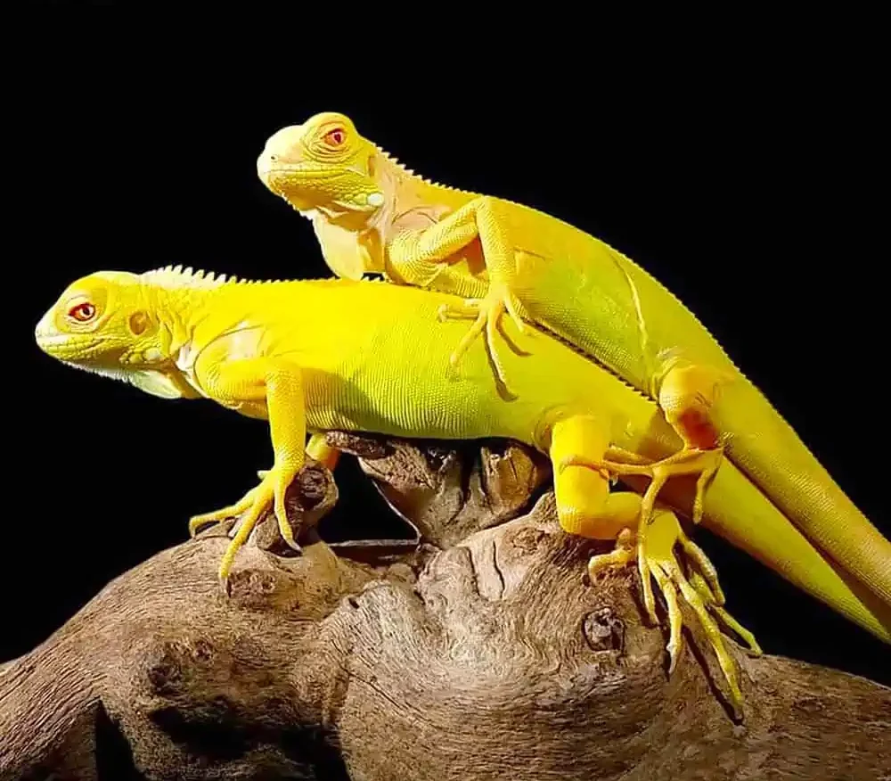 Albino Iguana For Sale