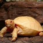 Albino Sulcata Tortoise For Sale