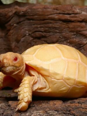 Albino Sulcata Tortoise For Sale