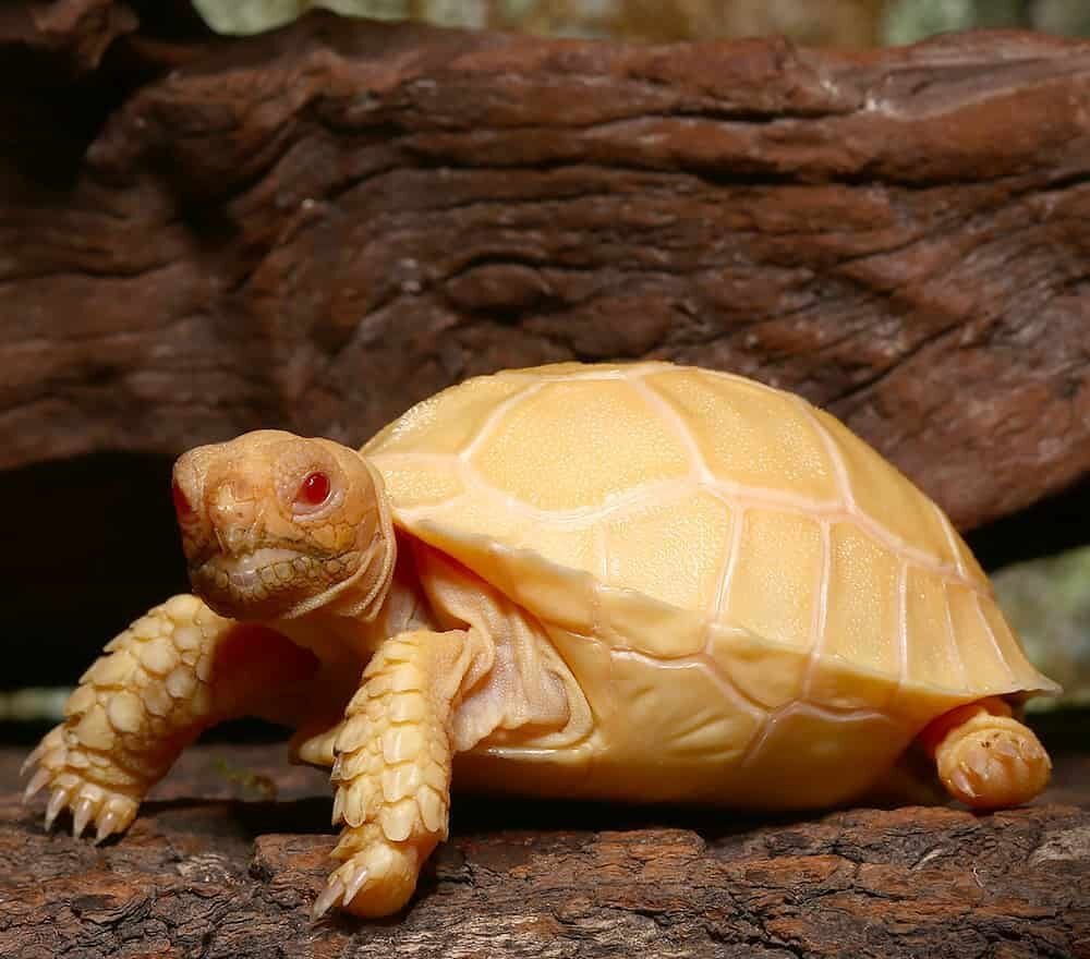 Albino Sulcata Tortoise For Sale