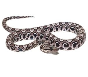 Baby Black Anery Brazilian Rainbow Boa For Sale