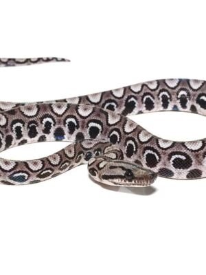 Baby Black Anery Brazilian Rainbow Boa For Sale