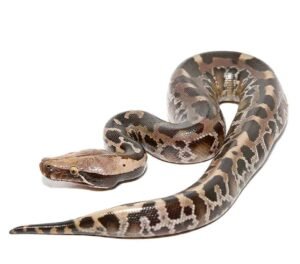 Black Blood Python For Sale
