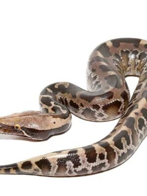 Black Blood Python For Sale