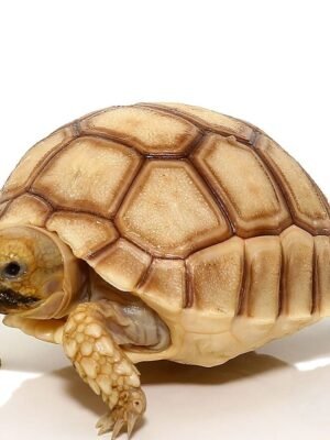 Baby Hypo Sulcata Tortoise For Sale - Image 2