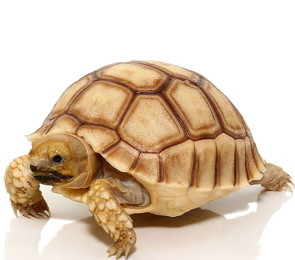 Baby Hypo Sulcata Tortoise For Sale - Image 2